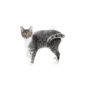 银灰色标签猫灰色眼睛猫科动物宠物短发猫咪虎斑雄猫动物条纹图片