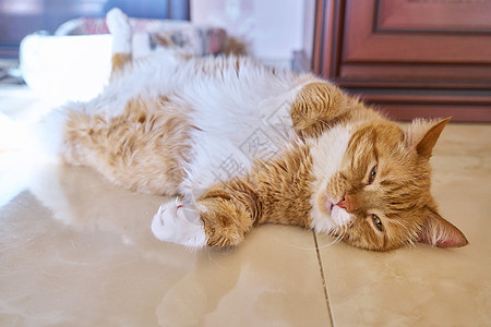 睡在后面的老小丑姜猫 宠物躺在地板上在家里毛皮稻草哺乳动物睡眠虎斑小憩小猫猫科动物爪子橙子图片