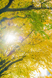 横滨米那托米拉伊的Ginkgo妈妈枯叶花瓣木头黄叶黄色叶子植物落叶日落图片