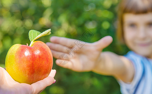 花园里有个苹果的孩子 有选择的焦点水果公园食物季节横幅家庭孩子们收成农场婴儿图片