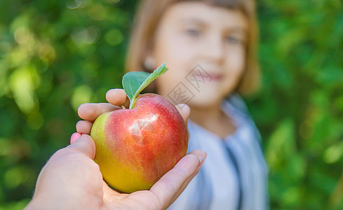 花园里有个苹果的孩子 有选择的焦点女孩水果臀部公园季节木板家庭农场收成太阳图片
