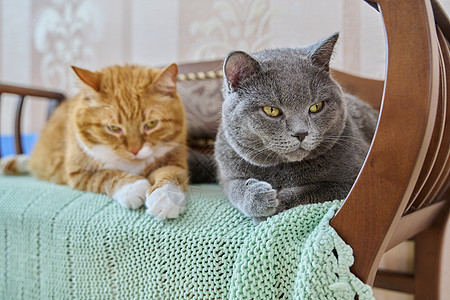两只有趣的猫 一起躺在家里沙发上图片