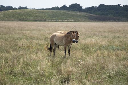 一对野生普泽瓦尔斯基马匹 草原上的普泽瓦尔斯基图片
