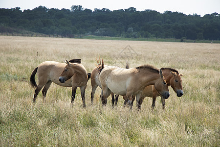 草原上野马群的Przewalskii背景