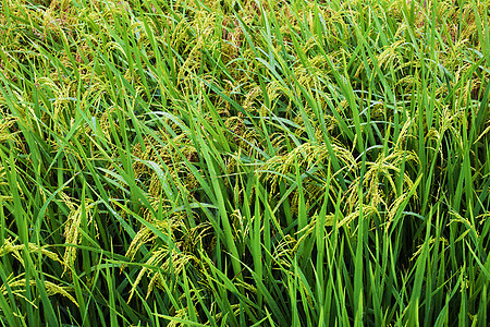 泰国 越南或巴厘梯田上的稻田农场地球环境旅行种植园食物场地叶子土地曲线图片