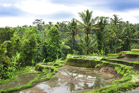 泰国 越南或巴厘梯田上的稻田叶子曲线植物农场旅游土壤种植园生态场地食物图片