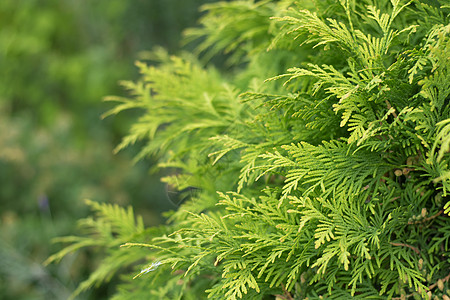 长青背景 新夏假花叶 绿叶背景花园公园宏观植物森林季节植物学松树工厂侧柏图片