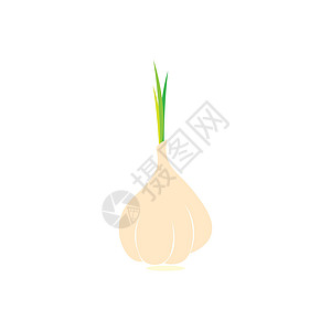 Garlic 图标标识矢量卡通片蒜头营养农业草本植物食品设计植物农场食物图片