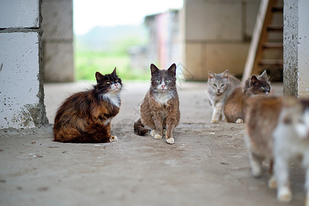 水泥地上有很多流浪猫 需要兽医护理的无家可归动物的概念图片