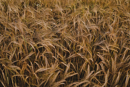 田野种植小麦作物的纹理面包农业草原草地季节农场耳朵阳光植物麦田图片