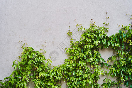 墙上的绿色克里普植物 背景植物学植被荒野爬行者建筑学生长藤蔓树叶石头建筑图片