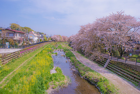 以樱花包扎的野川东京秋福市河床木头天空旅行公园图片