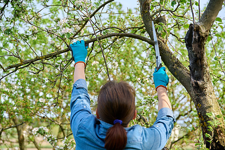 戴着手套与花园的女园艺人看到在苹果树上砍掉一个干枝子植物分支机构农业农村女士工作木头工具果树农场图片