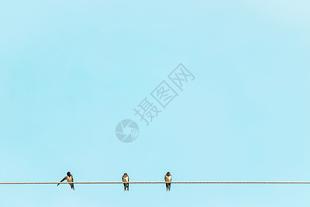 黑人和白色羽毛燕鸟坐在有电缆的农村夏季环境中 面对蓝天背景 坐落在电线缆上电气团体燕子翅膀金属蓝色天空野生动物荒野移民图片