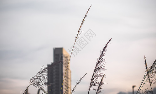 在市区设计高楼建筑 在绿山上设计 有低树木和野草 城市设计草地地平线建筑物城市场景天空植物生长蓝色土地图片