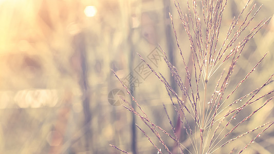 一片美丽闪亮的金色野花田 覆盖着模糊的自然背景图片