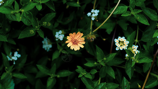 自然最小概念     绿色叶背景 有小黄花小热带绘画植物学插图花园植物荒野蓝色季节丛林图片