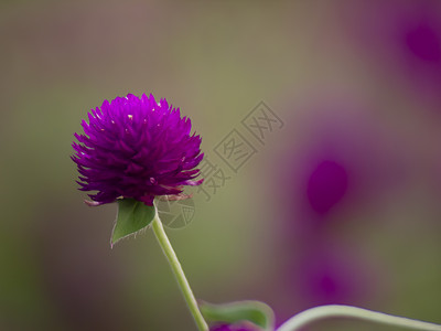 古老的本源 小鲜花 自然美貌 动画设计春季大自然 太阳植物图片