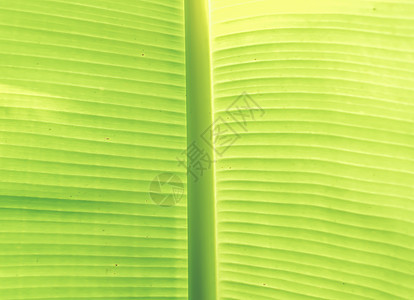 抽象叶子绿色背景 背后照明新鲜的绿色叶子纹理背景 自然理念季节植物学花园宏观线条生长棕榈植物群生态香蕉图片