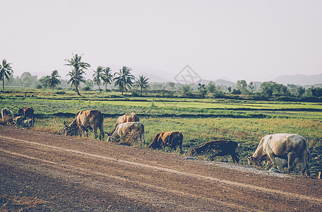 一名农民和他的水牛在泰国农村沿一条公路行走 在布法罗镇附近的农村地区日出图片