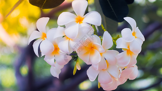 热带花朵frangipani普鲁梅利亚 美丽的白布卢梅拉罗布拉花鸡蛋花温泉植物花瓣花园异国植物学邀请函叶子花束图片