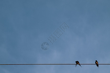 电线上有一对一对或两对鸟儿 日出或日落灯光背景的天空清亮技术翅膀力量电压线路电气鸟类团体动物鸽子图片