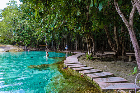 泰国Krabi红树林泰国Krabi树林 绿化湖和蓝泳池环境蓝池闲暇丛林红树叶子阳光淡水水池甲米图片