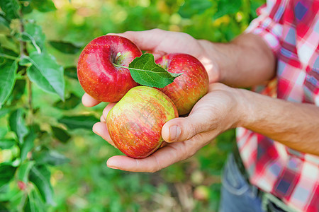 男人园丁在花园的花园里摘苹果 有选择的重点盒子女士农民生长喜悦篮子叶子食物农业工装裤图片
