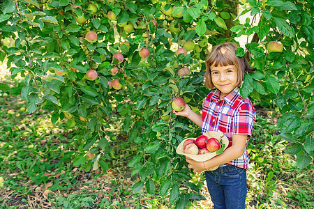 孩子在花园的花园里摘苹果 有选择的焦点农民季节帽子水果树木盒子篮子收成横幅女孩图片