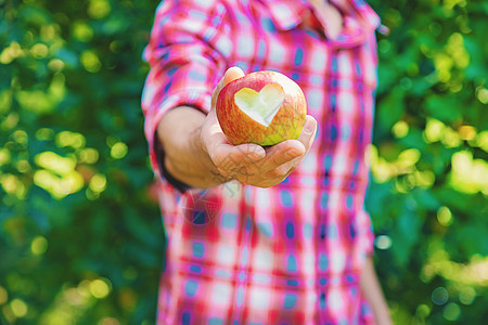 男人园丁在花园的花园里摘苹果 有选择的重点喜悦树木食物收获农民叶子工装裤盒子水果农业图片