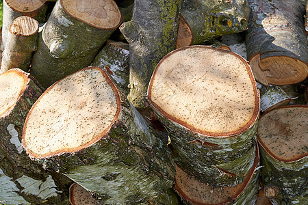 夏日在森林里户外一堆切碎的树原木 棕色木纹理背景特写镜头木柴的被锯的邮票在伐木场 收集干木材切割硬木过冬图片