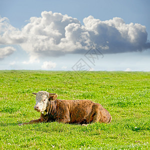 可持续奶牛场牧场上的赫里福德奶牛 在偏远的农田和农业庄园 一头棕色和白色的母牛与绿草隔离 在草饲农业中饲养活牛图片