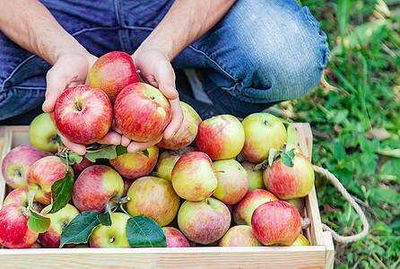 男人园丁在花园的花园里摘苹果 有选择的重点园艺盒子收获生长农业收成工作工人篮子叶子图片