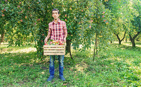 男人园丁在花园的花园里摘苹果 有选择的重点喜悦工装裤生长篮子水果植物食物树木工人农民图片