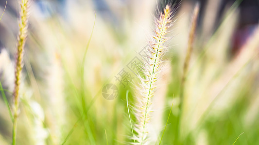 复古背景野草花 自然美丽 色调设计春天自然 太阳植物生长叶子土地植物学季节环境阳光晴天草地农村图片