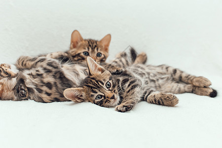 三只可爱的金刚猫 躺在毛发白毯上爪子毯子短发晶须动物宠物猫科动物柔软度毛皮乐趣图片