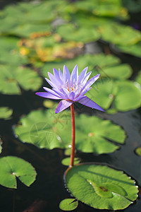 紫色水百合或莲花花花瓣叶子树叶软垫粉色植物荷花百合图片