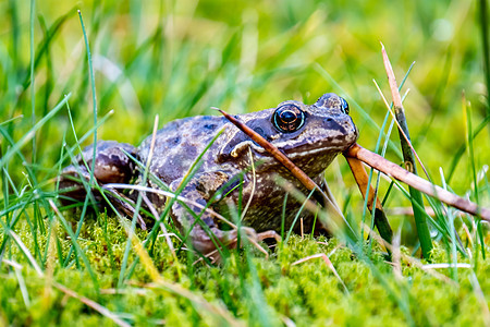 一只普通青蛙 拉纳临时栖息地 在爱尔兰的绿草和苔之间躲藏图片