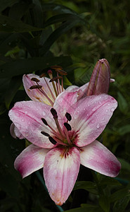 野外花园 大自然上的粉红百花脆弱性异国热带花瓣环境庆典植物群季节花束情调图片