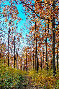 在阳光明媚的秋天 美丽的黄色红树林树木橙子季节绿色红色风景环境公园树叶晴天图片