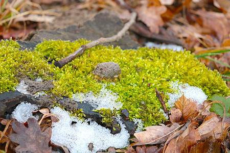 绿苔是森林中第一个降雪的地方图片