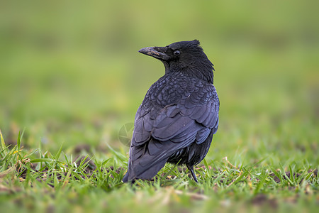 北方的乌鸦正在草原上寻找食物猎人翅膀鸟类羽毛环境行动动物食肉野生动物胸部图片