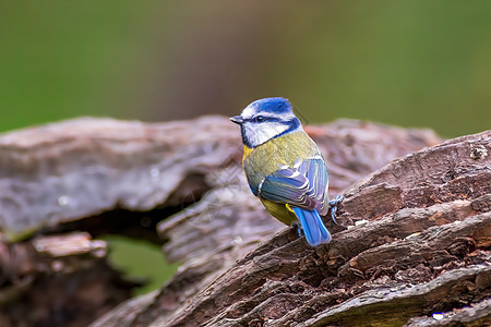 蓝色的奶头坐在树枝上歌曲动物鸣禽荒野翅膀花园栖息唱歌羽毛尾巴图片