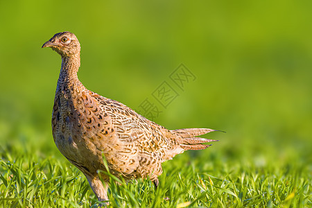 在草原上一只年轻的野鸡鸡女性动物羽毛荒野动物群秋水仙母鸡野生动物雉鸡翅膀图片