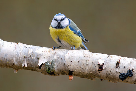 蓝色的奶头坐在树枝上木头歌曲翅膀胸部栖息羽毛花园眼睛鸟类唱歌图片