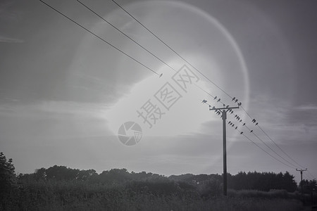 带太阳能光环的电线上的鸟类红外黑白照片高清图片
