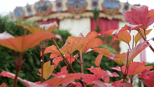 秋天公园 古老马戏团或快乐的旋转木马帐篷城市街道公园季节背景红色叶子树叶游乐场白色图片