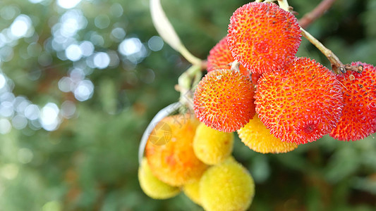 草莓树水果 黑白的阿鲁布图斯松果 甘蔗苹果 欧洲植物情调树叶浆果植物群橙子叶子收成异国杨梅绿色植物图片