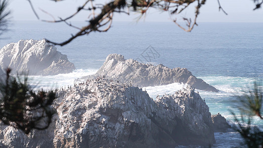 佩利肯人羊群 岩石悬崖岛 海洋 加利福尼亚州波浪鸟类海滩海景悬崖嵌套飞溅殖民地动物鸬鹚图片