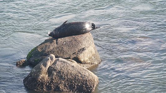 野斑的海豹睡在岩石上 太平洋港海狮休息 在加利福尼亚州图片